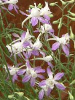�f���t�B�j�E��(Delphinium)