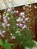 �f���t�B�j�E��(Delphinium)