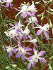 �f���t�B�j�E��(Delphinium)