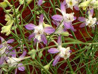 �f���t�B�j�E��(Delphinium)
