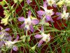 �f���t�B�j�E��(Delphinium)