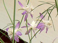 �f���t�B�j�E��(Delphinium)