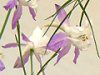 �f���t�B�j�E��(Delphinium)