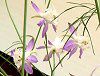 �f���t�B�j�E��(Delphinium)