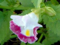 �g���j�A(Torenia)