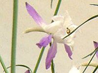 �f���t�B�j�E��(Delphinium)
