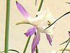 �f���t�B�j�E��(Delphinium)