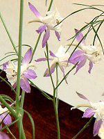 �f���t�B�j�E��(Delphinium)