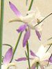 �f���t�B�j�E��(Delphinium)