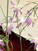�f���t�B�j�E��(Delphinium)