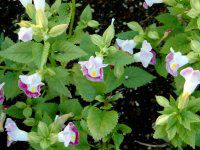 �g���j�A(Torenia)