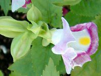 �g���j�A(Torenia)