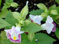 �g���j�A(Torenia)
