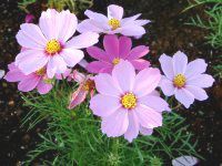 �R�X���X(Cosmos)