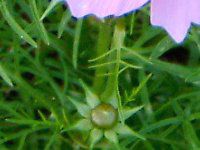 �R�X���X(Cosmos)