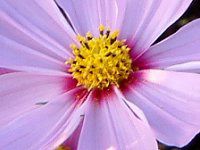 �R�X���X(Cosmos)