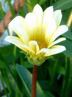 �K�U�j�A(Gazania)
