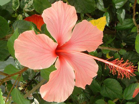 �n�C�r�X�J�X(Hibiscus)