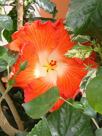 �n�C�r�X�J�X(Hibiscus)