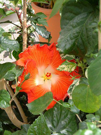 �n�C�r�X�J�X(Hibiscus)