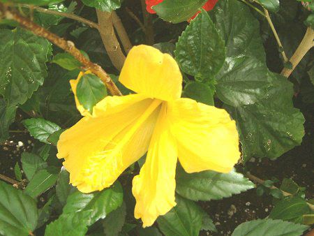 �n�C�r�X�J�X(Hibiscus)
