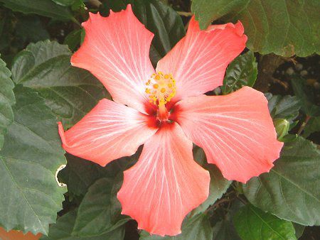 �n�C�r�X�J�X(Hibiscus)