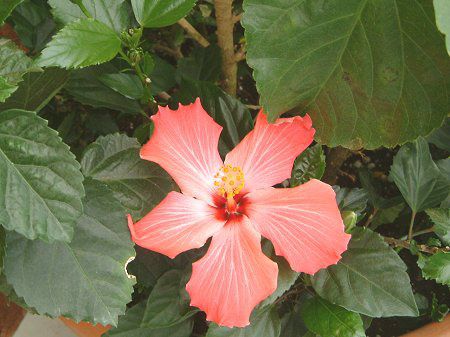 �n�C�r�X�J�X(Hibiscus)