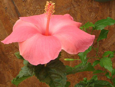 �n�C�r�X�J�X(Hibiscus)