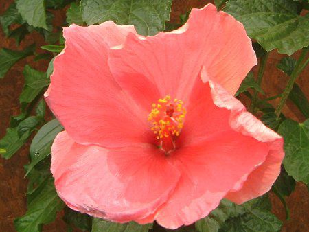 �n�C�r�X�J�X(Hibiscus)