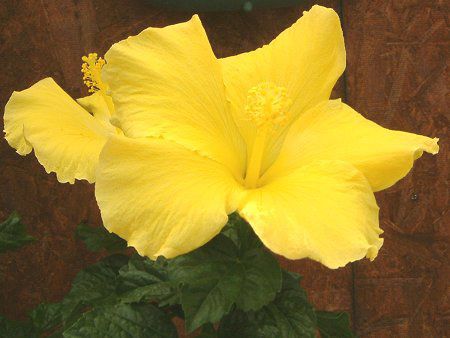 �n�C�r�X�J�X(Hibiscus)