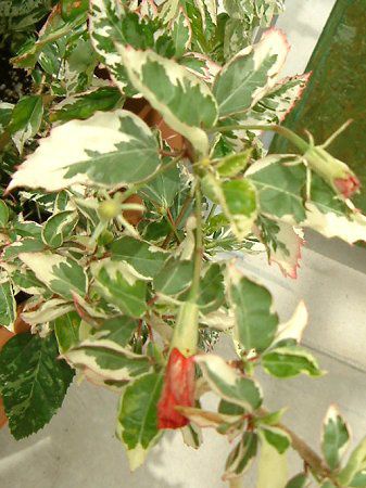 �n�C�r�X�J�X(Hibiscus)