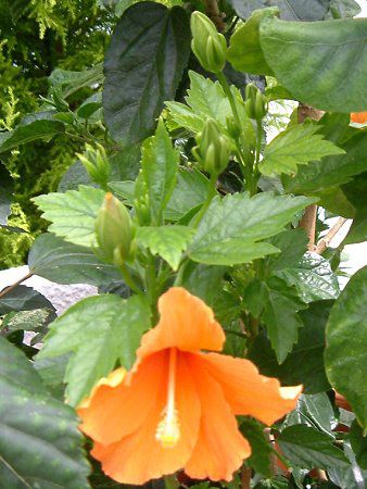 �n�C�r�X�J�X(Hibiscus)