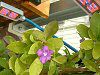 �u�����t�F���V�A�E�A�E�X�g�����X