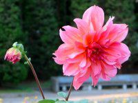 �_���A(Dahlia)