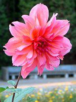 �_���A(Dahlia)