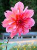 �_���A(Dahlia)