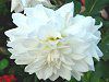 �_���A(Dahlia)