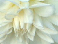 �_���A(Dahlia)