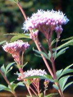 �t�W�o�J�}�i���сj