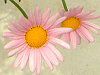 �}�[�K���b�g�E�G���W�F���}�C�X(Marguerite 'Angel mise'�j