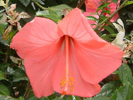 �n�C�r�X�J�X(Hibiscus)