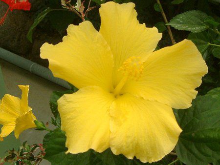 �n�C�r�X�J�X(Hibiscus)