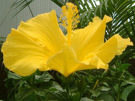 �n�C�r�X�J�X(Hibiscus)