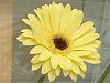 �K�[�x��(gerbera)