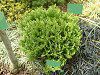 �j�I�C�q�o '���b�L�[(Thuja occidentalis' Meckii') 
