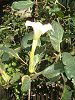 �_�c��(Datura)