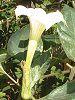 �_�c��(Datura)