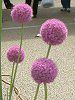 �A���E���E�M�K���e�E���iAllium giganteum�j