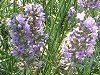 �C���O���b�V�����x���_�[�iEnglish lavender�j