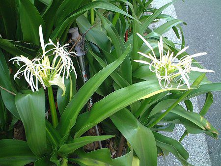 �N���i��(Crinum)